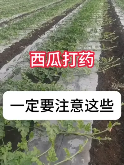 ���ϴ�ҩע��Ҫ�� #ũҵݪֲ #���� #���溦���� #��ũ #������ũ