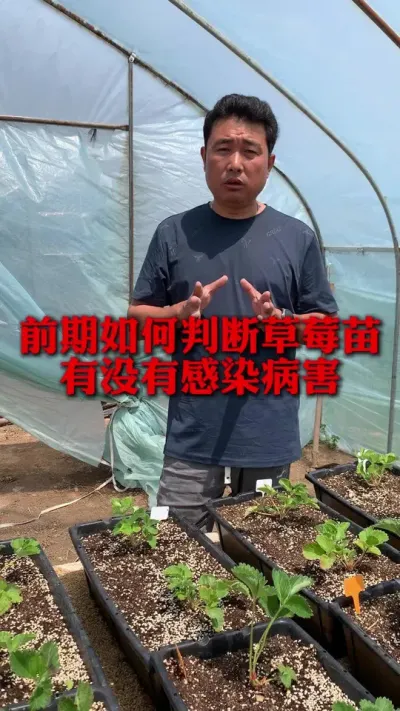 草莓苗前期如何判断有没有感染到病害#草莓种植管理技术和方法 #分享农业知识帮农民增产增收 #草莓种植 #新农人计划 #种植小技巧