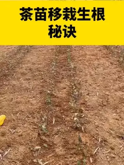 ����������������#���� #����ݪֲ #����ݪֲ���������