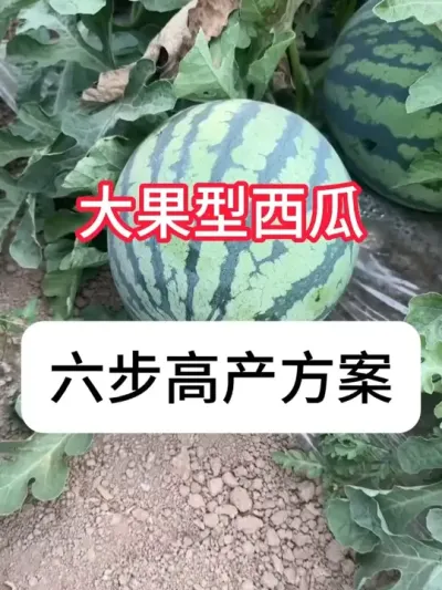 西瓜怎么提高产量？优质大瓜种植方法 #西瓜 #三农 #农业种植 #西瓜种植 #抖音助农