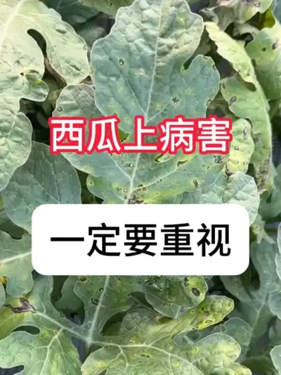 ���Ϻڵ㲡��ҩ #���溦���� #����ݪֲ #ũ���ƹ� #ɱ����