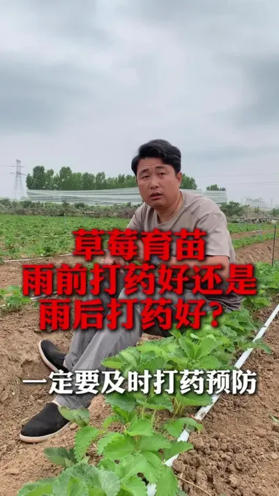 雨前打药比雨后打药好？#分享农业知识帮农民增产增收 #草莓种植技术 #草莓种植 #草莓育苗 #草莓种植管理技术和方法