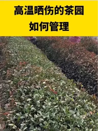 ����ɹ�˵Ĳ�԰��������#����#����ݪֲ #����ݪֲ���������