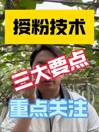 猕猴桃授粉三大要点‼️ 授粉过于关键，把握三大要点，避免授粉事故！醒好粉是第一步，选择合适时机授粉第二步，及时观察授粉是否成功第三步，选择是否补授是关键重要‼️#2025新农人计划 #猕猴桃种植 #猕