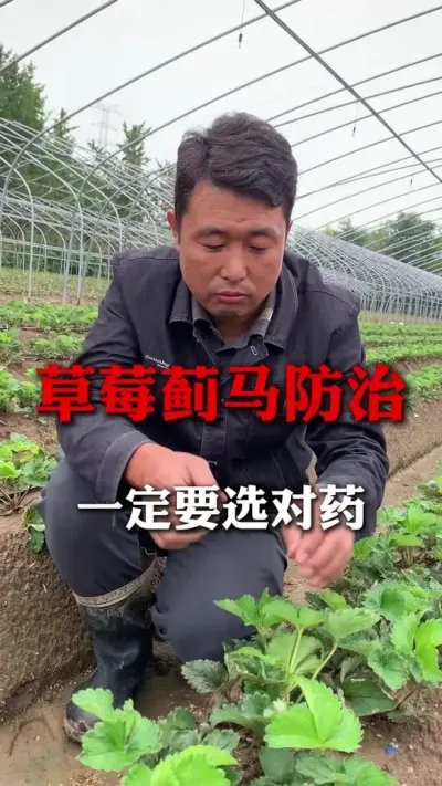 ݮ#ݮݪֲ #ݮ #ݮݪֲ #ũҵ֪ʶũ #ũ