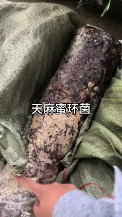 ۻ #ݪֲ#ũ #ԭ #ֱ@С