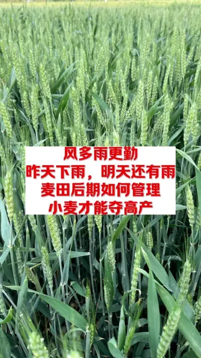 风多雨急，天天有雨，小麦后期到底如何管理 #农作物 #三农种植 #种植技术 #农业知识