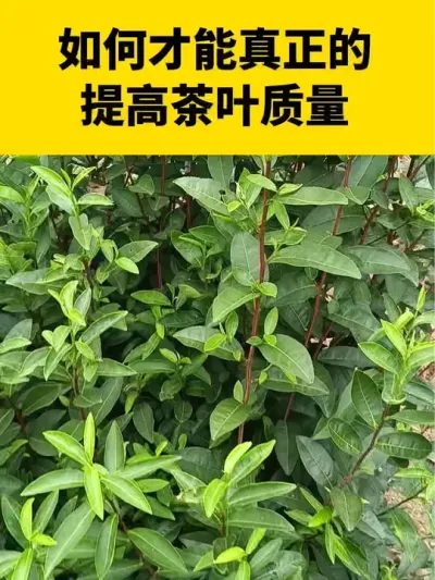 �����Ż���������߲�Ҷ������#���� #����ݪֲ #����ݪֲ���������