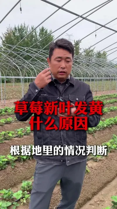 ݮҶʲôԵԭ#ݮݪֲ #ݮݪֲ #ݮ #ũҵ֪ʶũ #ũ