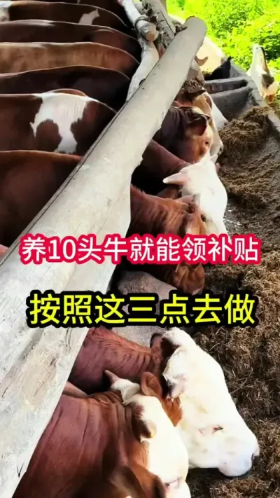 ��10ͷţ�Ϳ������������ƾ֤������ȥ��#��ţ�� #��ţ #��ũ #��ũ������������