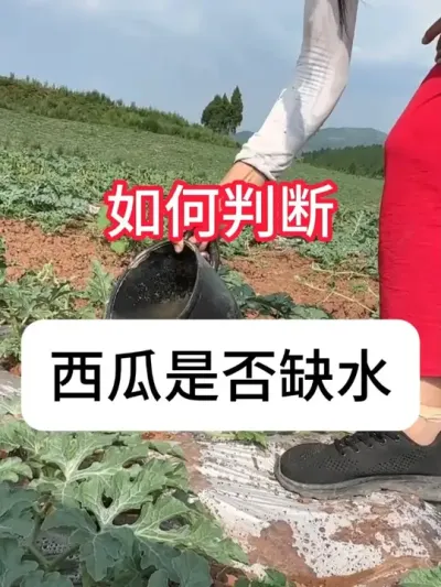 怎么看西瓜缺不缺水？ #西瓜 #农业种植 #三农 #抖音助农 #增产增收才是硬道理