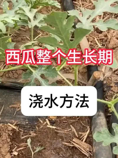 ֹҪעЩϽˮʱ #ũҵݪֲ # #ũƹ #ũ #