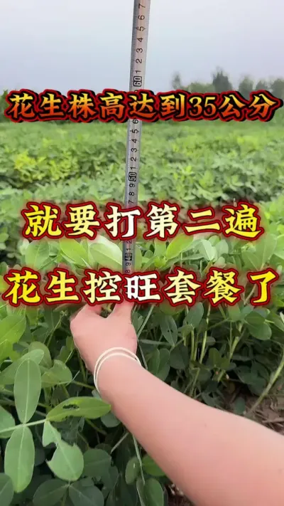 �����ڶ����ײ�#����ݪֲ  #�߲�ݪֲ  #�����߲�  #����ݪֲ����