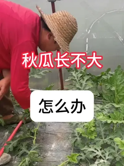 ݪֲ ݪֲ20ôʲô#ũ #ũҵ # # #ʩ