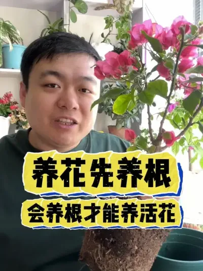 养花先养根，根养好了花才会爆盆。 #养花 #养花小知识 #花卉 #花卉绿植 #盆栽