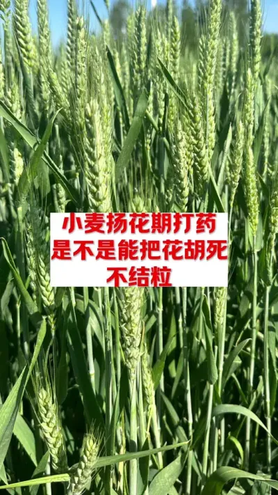 小麦扬花期到底能不能打药 #农作物 #种植技术 #三农种植 #农业知识 #农业技术推广