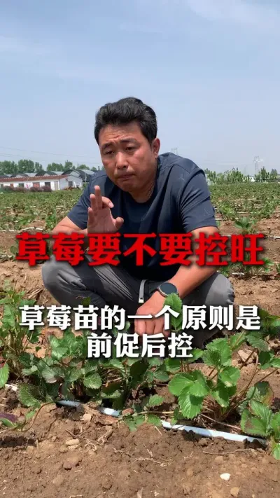 草莓控旺为什么不用磷酸二氢钾？#草莓种植管理技术和方法 #分享农业知识帮农民增产增收 #草莓种植 #新农人计划 #种植小技巧