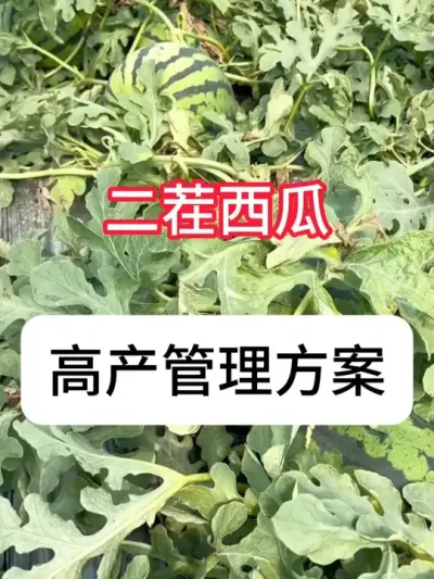 ���϶���������߲��� �������ϸ߲������ƻ�#���� #ũҵ #������ũ��ũ #����ݪֲ #�������ղ���Ӳԭ��