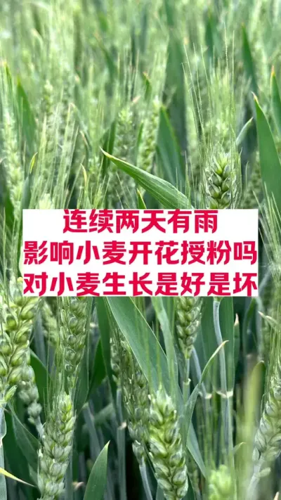 下雨影响小麦开花授粉吗，雨后怎么管理？ #农业种植 #每天分享农业知识帮农民增产增收 #分享农业知识帮农民增产增收