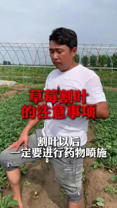 ֻ����������û�к��֮��#��ݮݪֲ #��ݮݪֲ���� #��ݮ���� #��ũ������ #����ũҵ֪ʶ��ũ����������