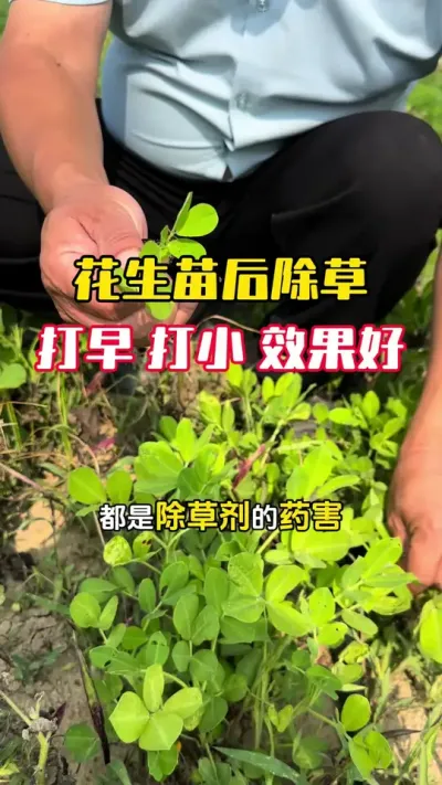 ������������һ��Ҫ�����ϸ����̫��Ч��Ƿ�û����ױ���ҩ��#����ݪֲ #�������� #�����߲� #�����߲�ݪֲ #ë��������߲�����