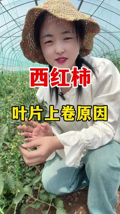 西红柿叶片上卷到底是什么原因？#分享农业知识帮农民增产增收 #西红柿种植技术 #番茄种植技术