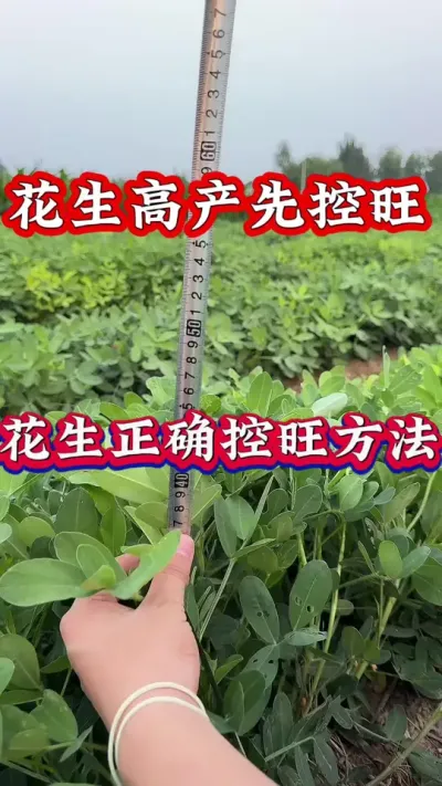 �����߲��ײ� #����ݪֲ   #����ݪֲ����   #�����߲�ݪֲ   #�����߲�ݪֲ����