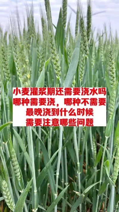 小麦灌浆期能浇水吗？最晚浇到什么时候！#农业知识 #农业技术推广 #抖音助农 #浇水