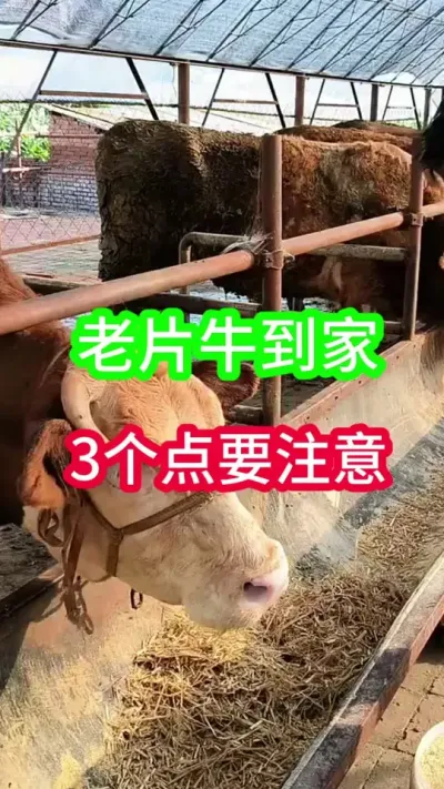 ��Ƭţ�ּ�3��Ҫ����Ҫע��#��ţ #��ţ�� #ũ����ţ #��ţ����