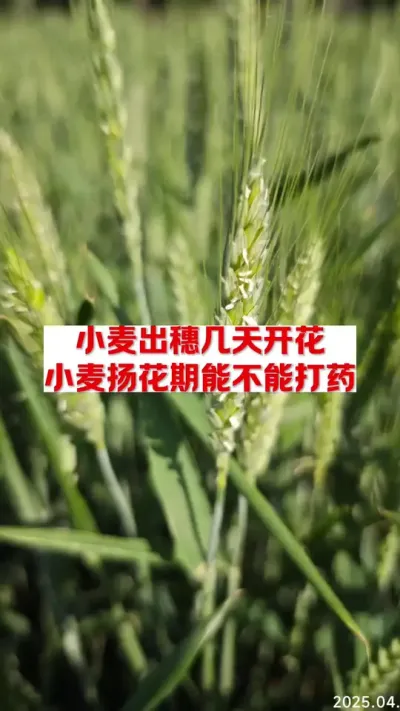 小麦出穗多少天开花，开花期有几天，扬花期能浇地吗？ #每天分享农业知识帮农民增产增收 #关注我每天分享农业植保知识