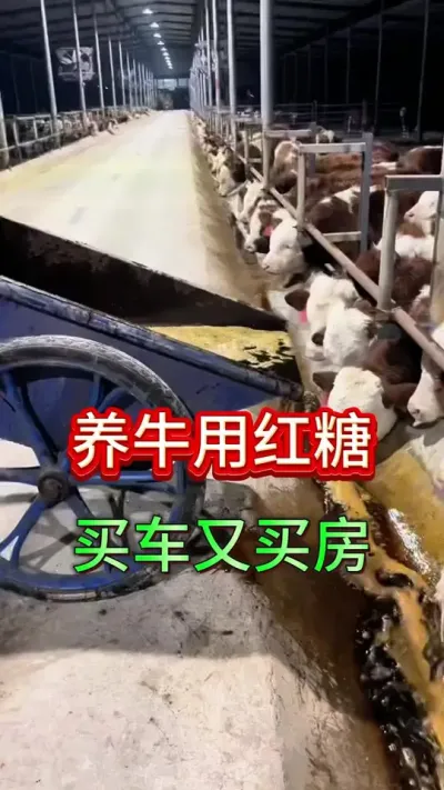 养牛用红糖买车又买房#养牛人 #养牛 #农村养牛 #牛羊养殖 #三农