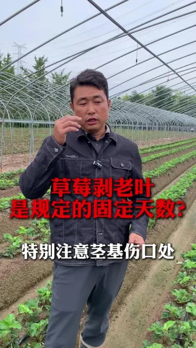 ݮҶο#ݮݪֲ #ݮݪֲ #ݮ #ũҵ֪ʶũ #ũ