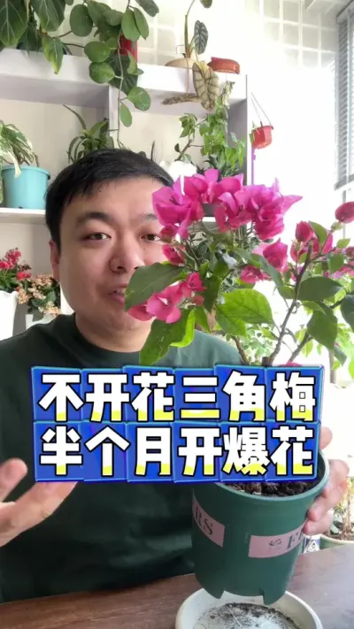 不开花的三角梅，半个月爆花。 #养花 #养花小知识 #花卉 #花卉绿植 #盆栽