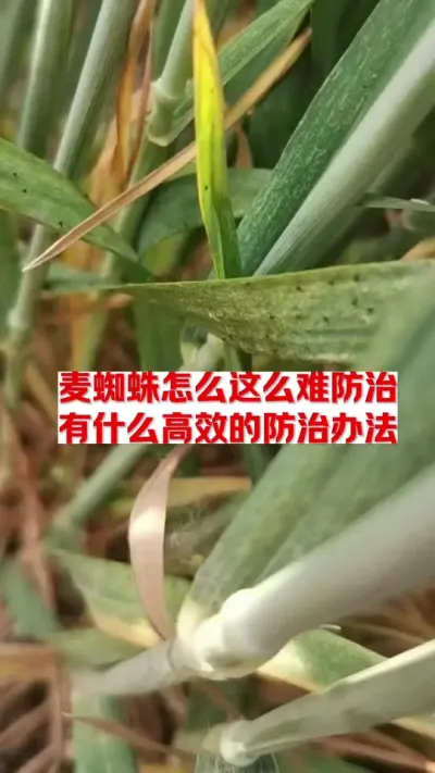 麦蜘蛛如何防治效果最好！#农作物 #农业知识 #三农种植 #农业技术推广