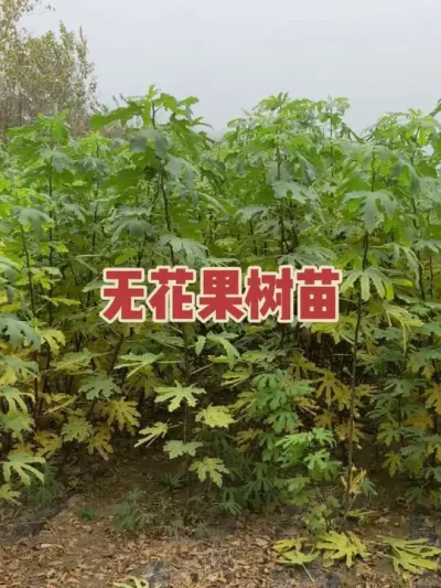 һ��һ�ȵ����缾��������#�����޻���ݪֲרҵ������ #�޻�������