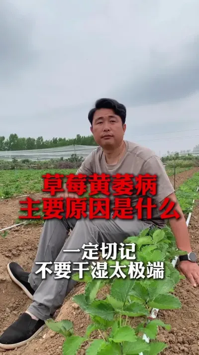 草莓黄萎病的主要原因是什么#草莓种植 #草莓种植管理 #草莓种植技术 #分享农业知识帮农民增产增收 #新农人计划