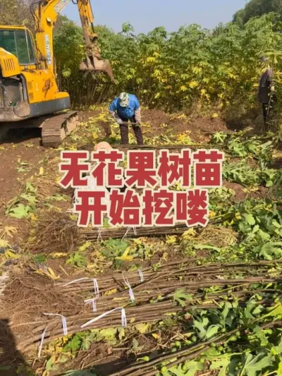 �ۼ��޻�����������զ��#�����޻���ݪֲרҵ������ #�޻�������