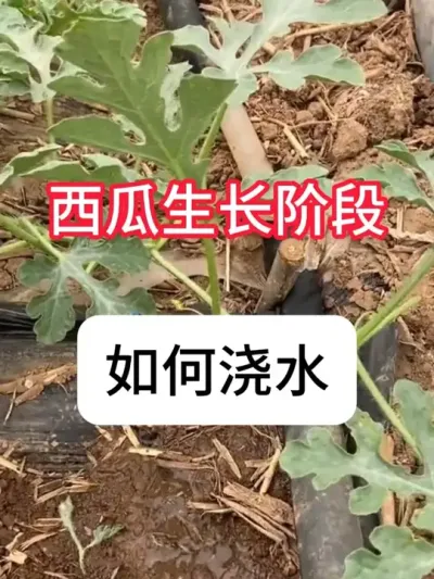 ���������׶�������ˮ�� ������������ý�ˮ�ƻ�#���� #������ũ֧����ũ #ũҵݪֲ #��ˮ #�������ղ���Ӳԭ��