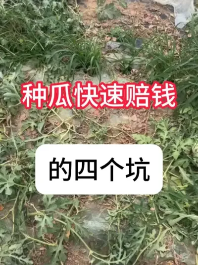 �ֹ���Ǯ��Ե��ԭ��������ݪֲ4��� #����ݪֲ #��ũ #��ũ������ #ũ���ƹ� #������ũ