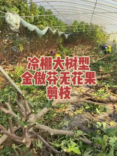 ������޻�������ɫƷ����Ŀ�����#�����޻���ݪֲרҵ������ #�޻�������