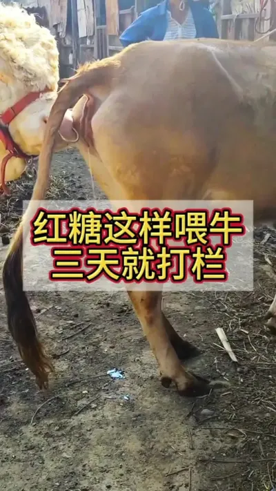 ĸţ�����������ţ��#ĸţ #����ĸţ #��ţ #��ţ��