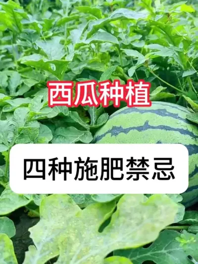 ����ݪֲ����Щ�ʲ������� ����ʩ�����ֽ���#ʩ�� #���� #��ũ #ũҵݪֲ #�������ղ���Ӳԭ��