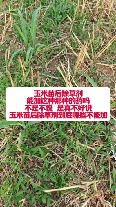 ���������ݼ����ܼ�ʲôҩ�����ɼ�ʲôҩ�� #ũҵݪֲ #������ũ֧����ũ #ݪֲС���� #ũҵݪֲ���� #��³��ũ�˵���ֱ������