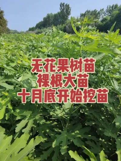 �Ϲ�ֻ���ʺϹ�ģݪֲ��������޻���Ʒ�������������硢��������̤��ʵʵ�ٸɸ���ʮ��?#�����޻���ݪֲרҵ������ #�޻�������