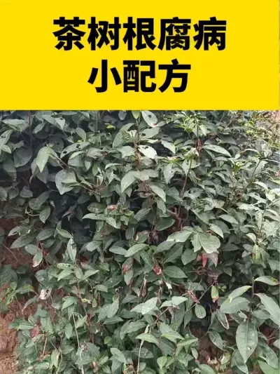 ����������С�䷽#���� #����ݪֲ #����ݪֲ���������