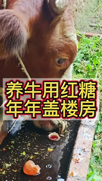 养牛用红糖，年年盖楼房#养牛人 #农村养牛 #养牛技术 #养牛 #科学养牛