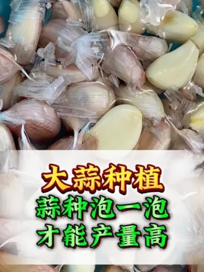 ��������һ�����Ż������� #����ݪֲ #����ݪֲ���� #����߲� #ũҵݪֲ #��ũ