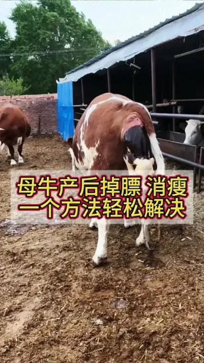 ĸţ�������������һ��Ҫ�����ɽ��#ĸţ #����ĸţ #������������ĸţ #��ţ