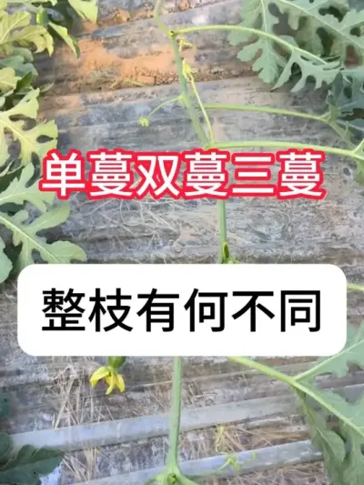 西瓜要整枝吗？西瓜单蔓双蔓三蔓整枝的优缺点 #农业种植 #助力三农 #西瓜管理 #抖音助农 #种植小技巧