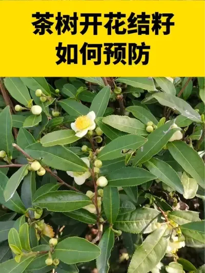 �����Ż���������Ԥ��#���� #����ݪֲ #����ݪֲ���������